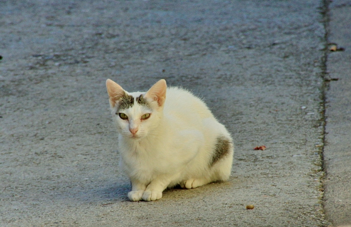 Foto: Gatito - Torroja del Priorat (Tarragona), España