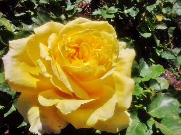 Foto: Exposición de rosas - Barcelona (Cataluña), España