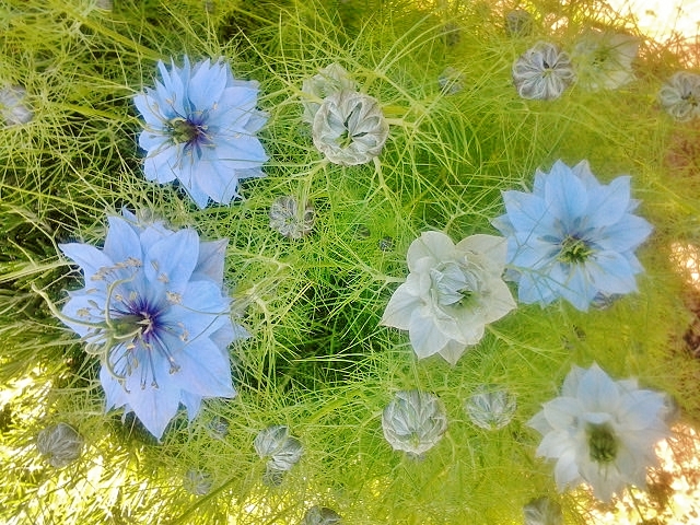 Foto: Flores - Barcelona (Cataluña), España