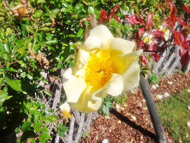 Foto: Exposición de rosas - Barcelona (Cataluña), España