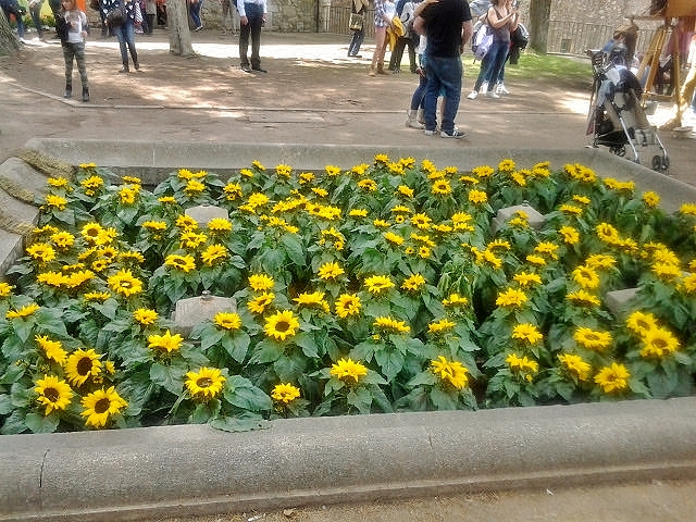 Foto: Girona tiempo de flores - Girona (Cataluña), España