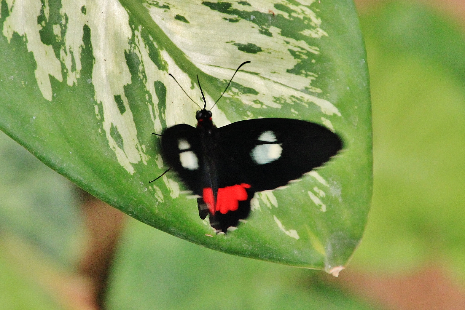 Foto: Mariposario - Benalmádena (Málaga), España