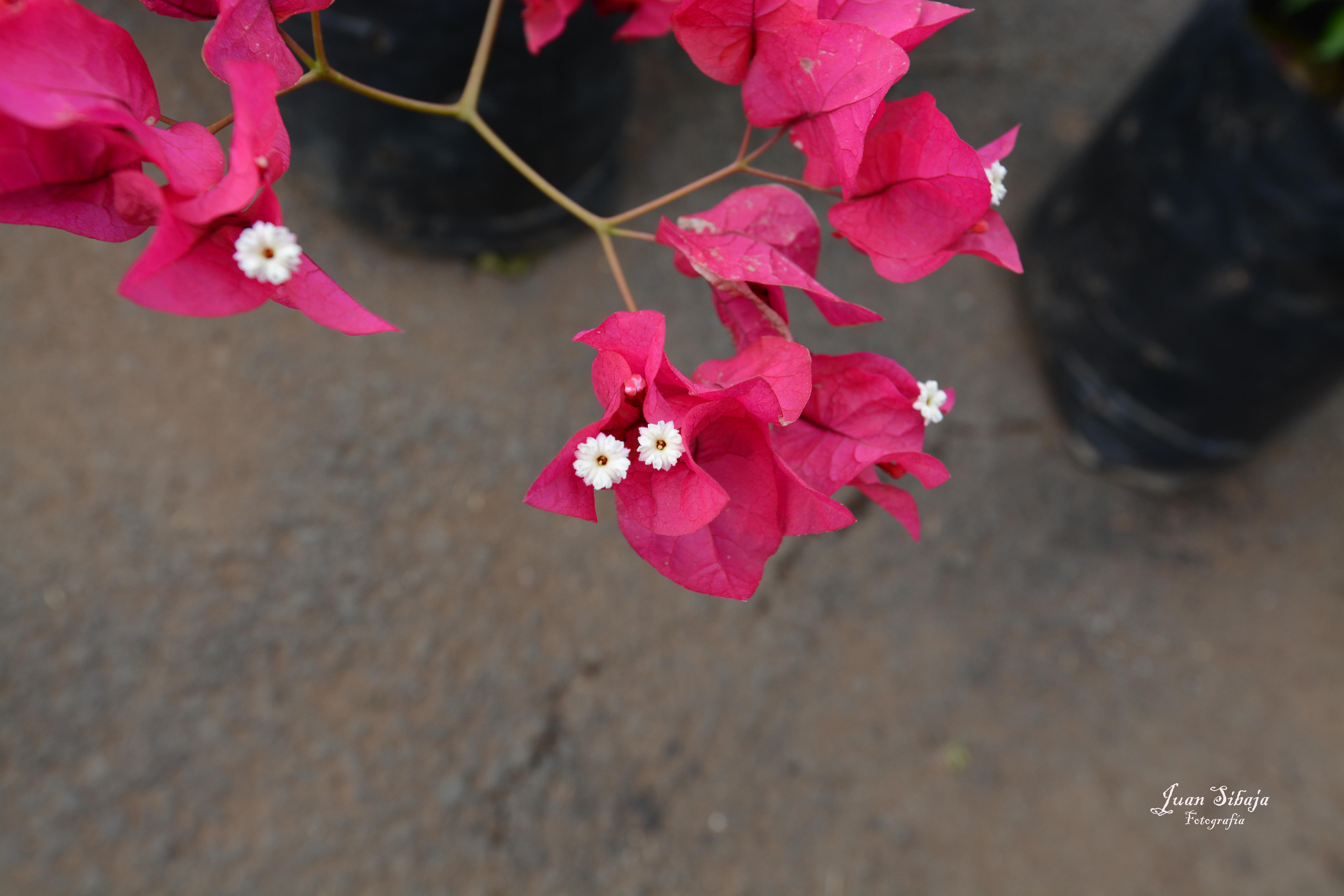 Foto de Alajuela, Costa Rica