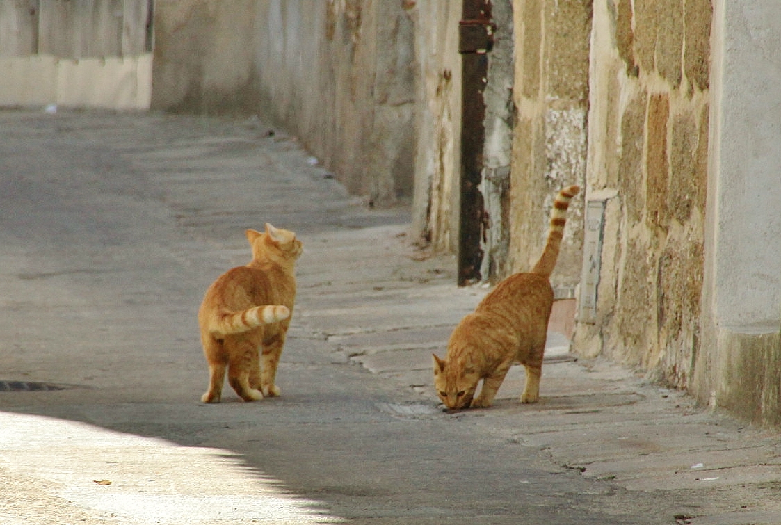 Foto: Gatitos - Oropesa (Toledo), España