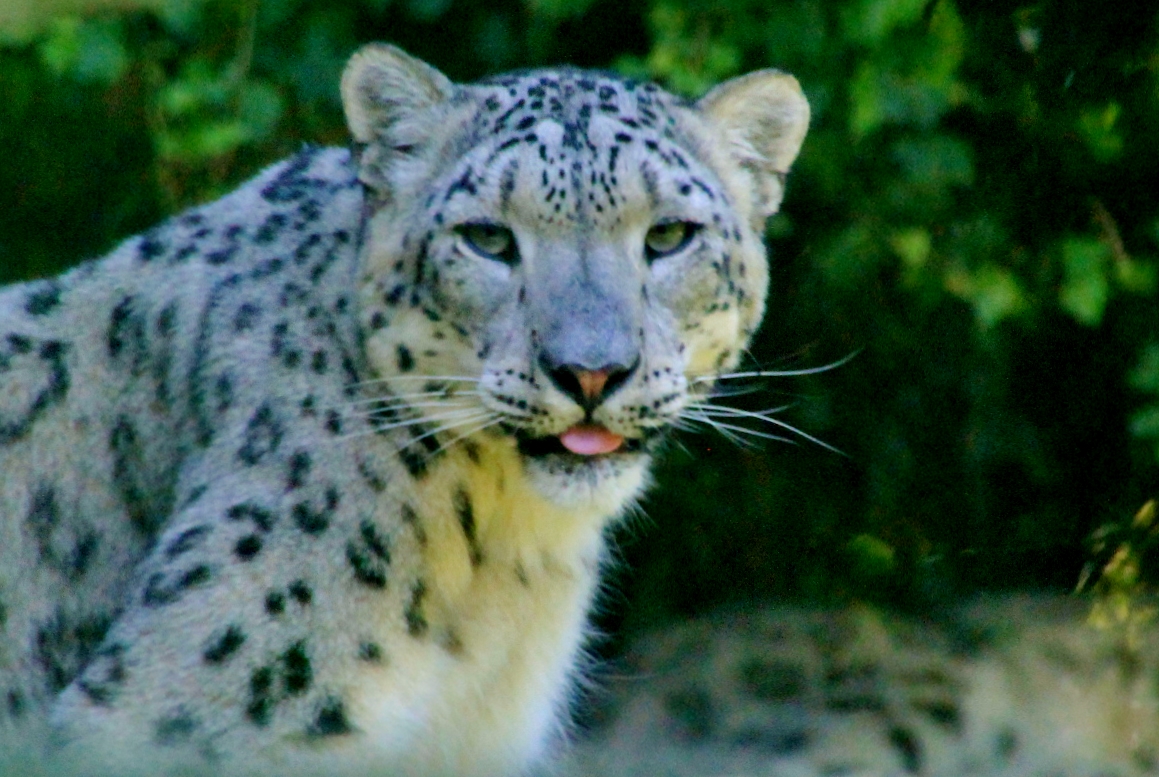 Foto: Zoo - Santillana del Mar (Cantabria), España