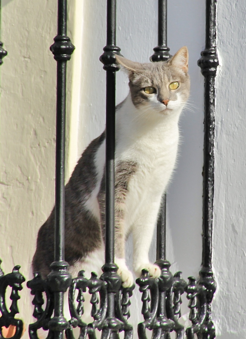 Foto: Gatito - Olivenza (Badajoz), España