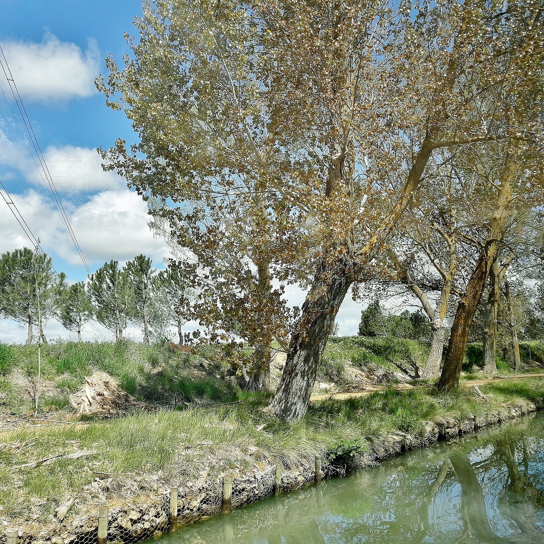 Foto: Canal de Castilla - Medina de Rioseco (Valladolid), España