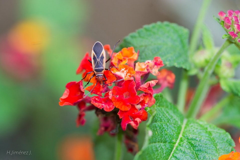 Foto de Alajuela, Costa Rica