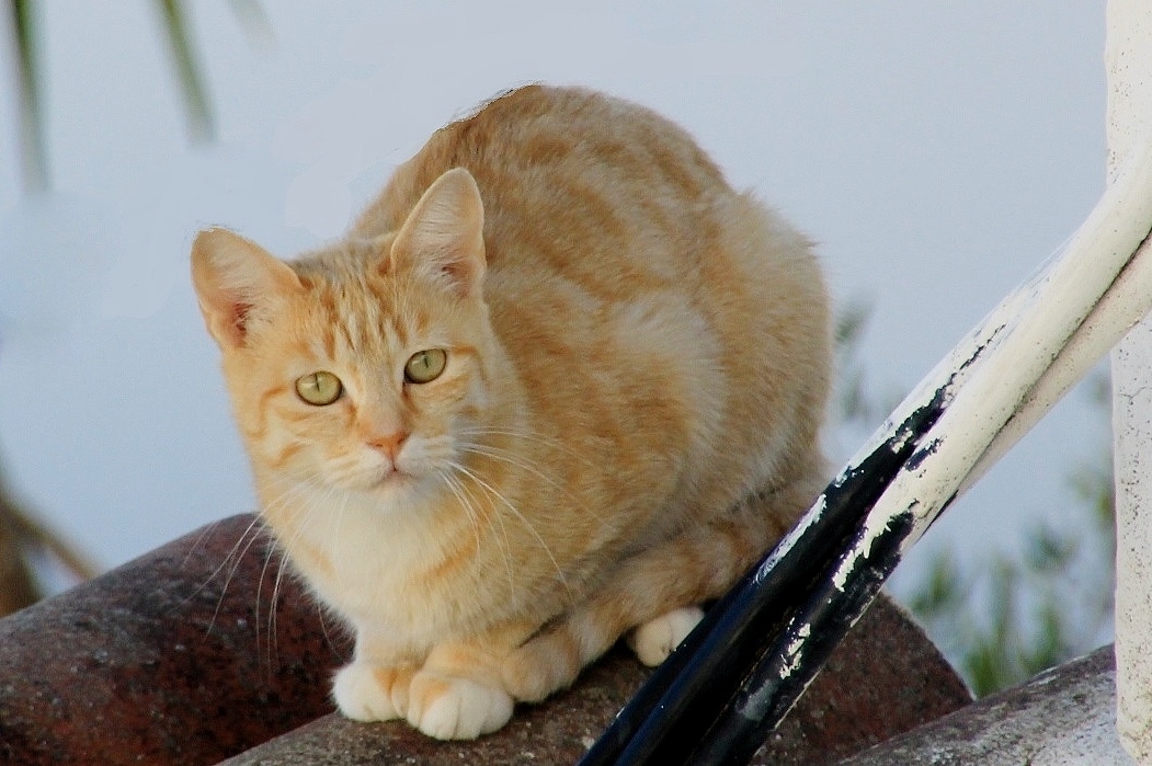 Foto: Gatito - Magacela (Badajoz), España