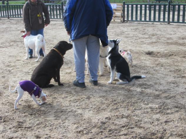 Foto: Zona canina en el parque de Santa Rita - Madrid (Comunidad de Madrid), España