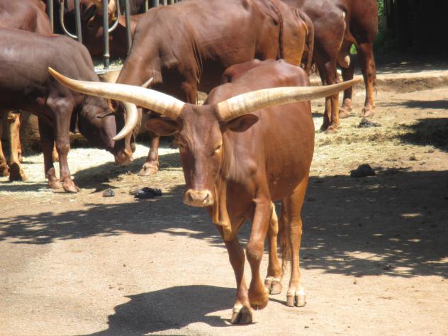 Foto: Toros Watusi en el Parque de la Naturaleza - Cabárceno (Cantabria), España