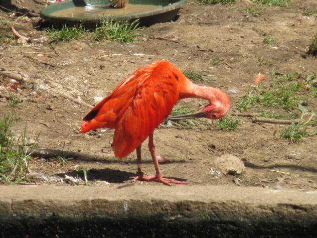 Foto: Ibis rojo acicalando sus plumas - Santillana del Mar (Cantabria), España