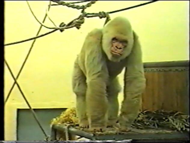 Foto: Copito de Nieve en 1999 en el zoo de la ciudad - Barcelona (Cataluña), España