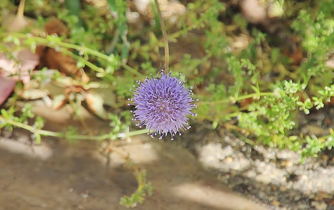 Foto: Flor - Minas de Riotinto (Huelva), España