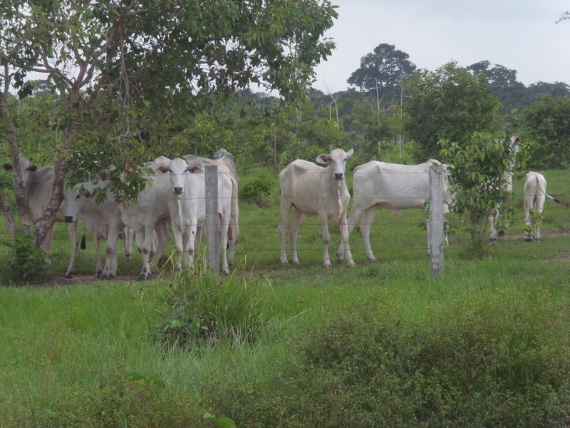 Foto de Porto de Moz (Pará), Brasil