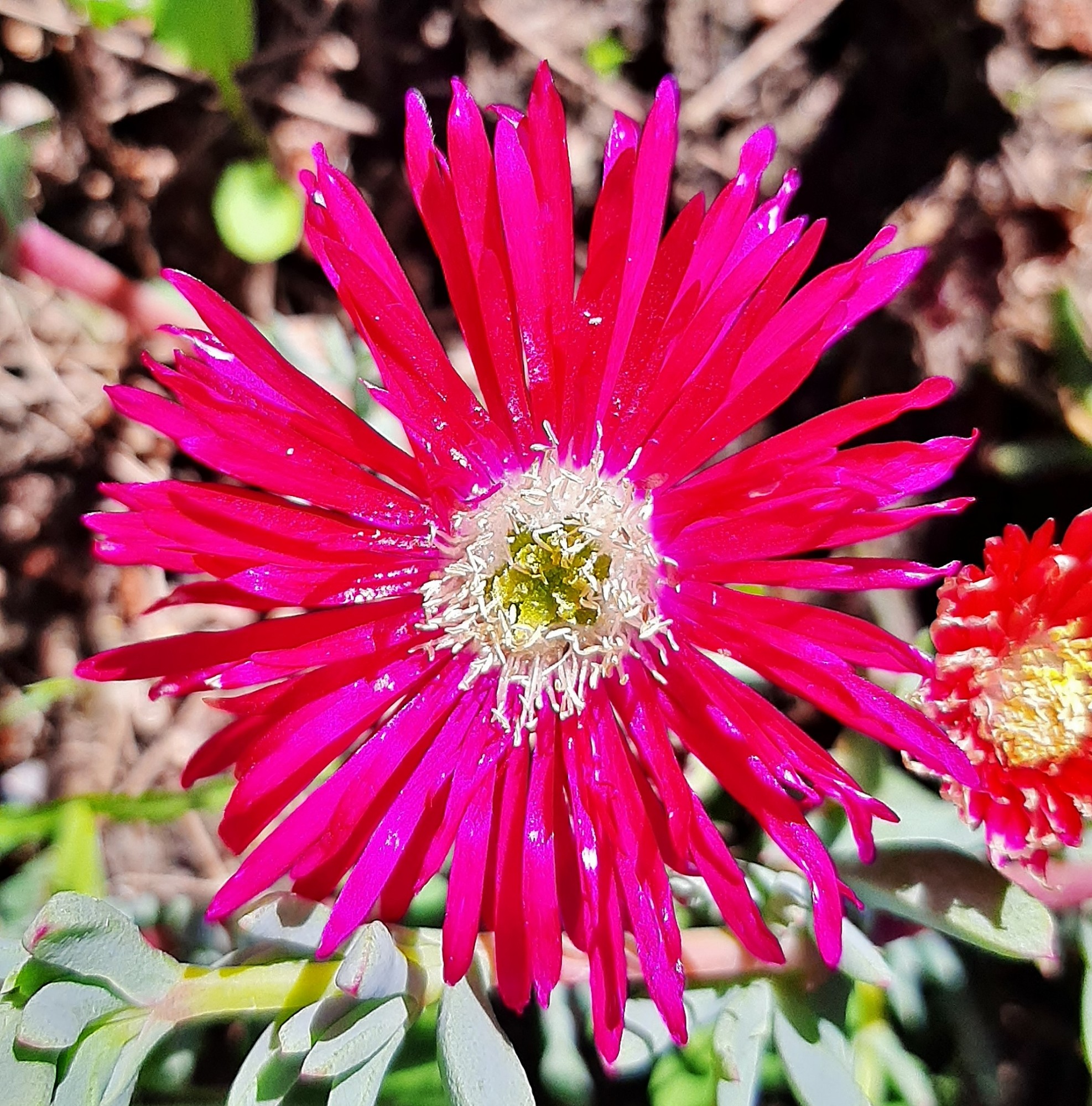 Foto: Flor en la ciudad - Barcelona (Cataluña), España