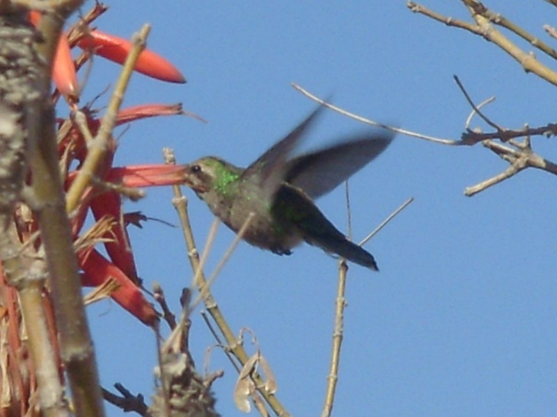 Foto de Andalgalá (Catamarca), Argentina