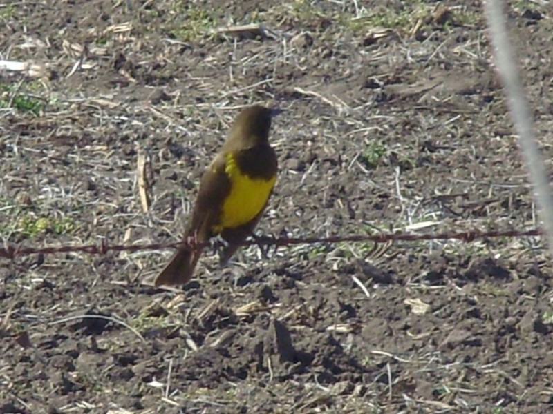 Foto de Olascoaga (Buenos Aires), Argentina