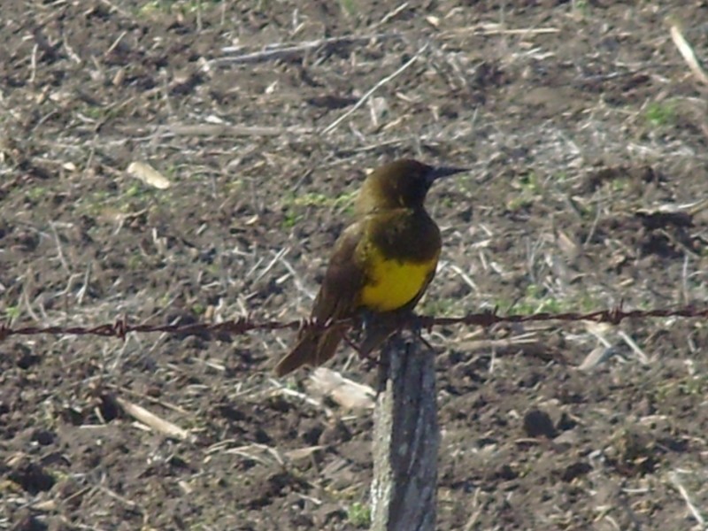 Foto de Olascoaga (Buenos Aires), Argentina