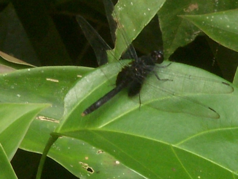 Foto: Mariposario Pilpintuwasi - Padre Cocha (Loreto), Perú