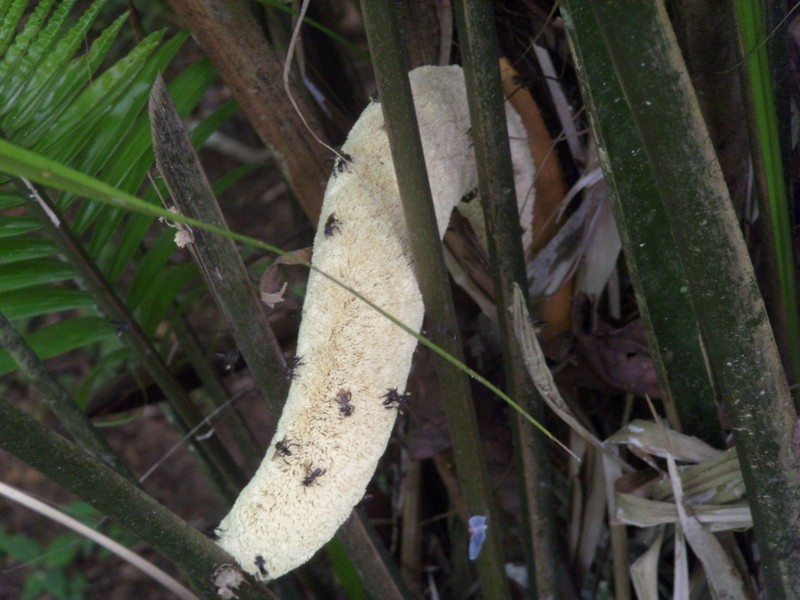 Foto: Mariposario Pilpintuwasi - Padre Cocha (Loreto), Perú