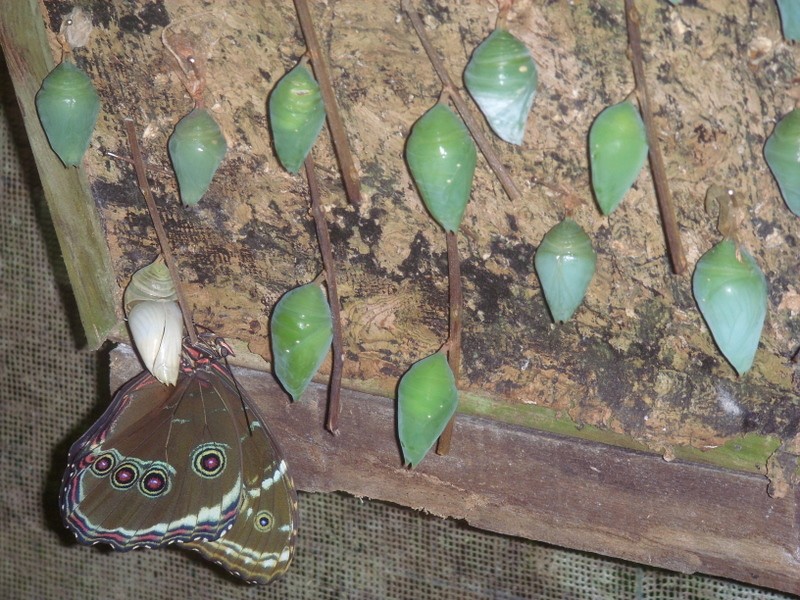 Foto: Mariposario Pilpintuwasi - Padre Cocha (Loreto), Perú