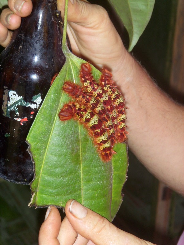 Foto: Mariposario Pilpintuwasi - Padre Cocha (Loreto), Perú