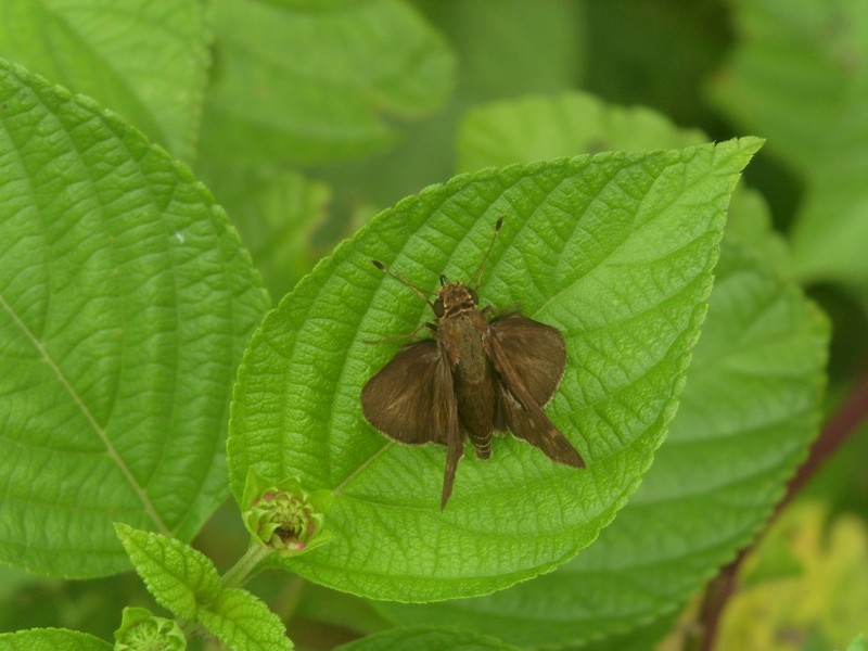 Foto de Leticia (Amazonas), Colombia