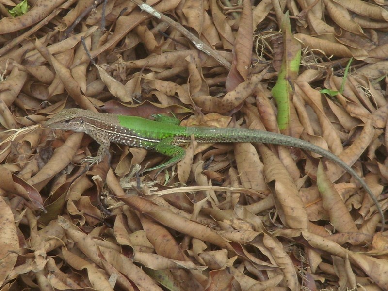 Foto de Leticia (Amazonas), Colombia