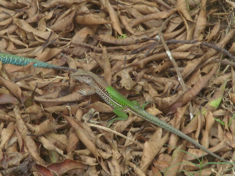 Foto de Leticia (Amazonas), Colombia