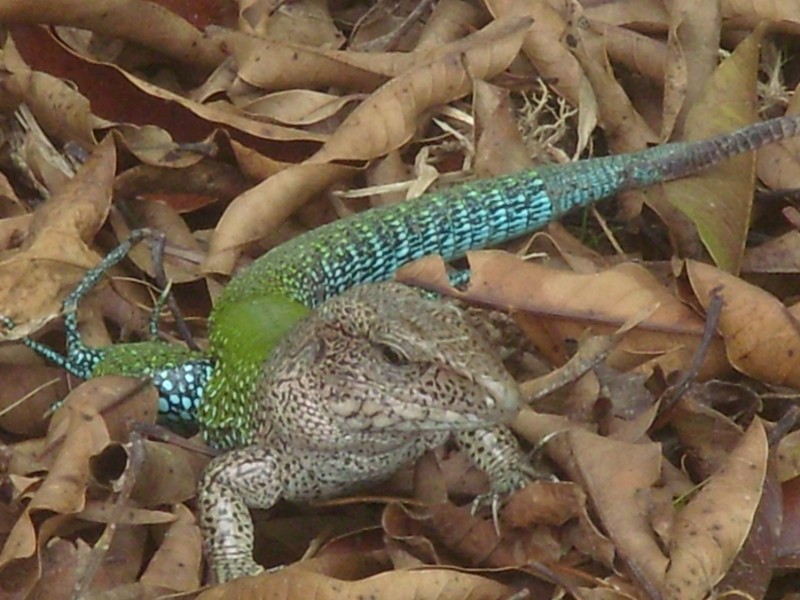 Foto de Leticia (Amazonas), Colombia