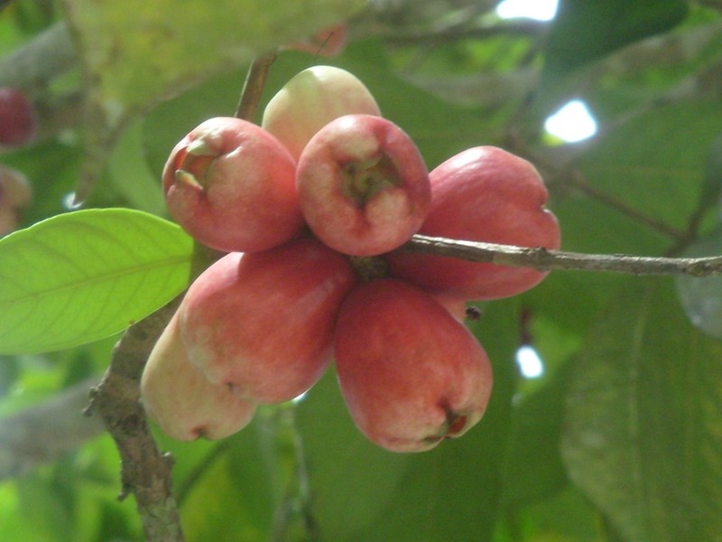 Foto: pomarrosas - Leticia (Amazonas), Colombia