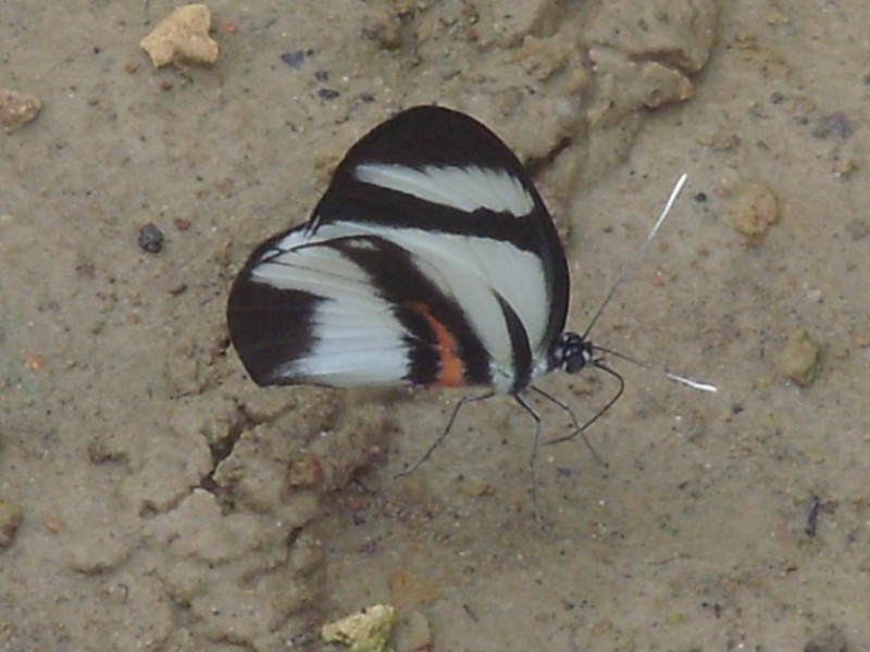 Foto de Leticia (Amazonas), Colombia