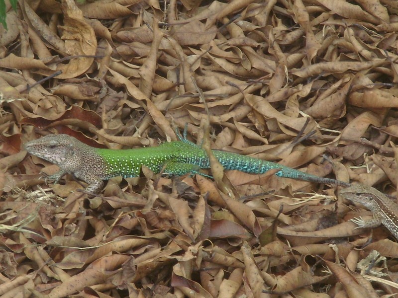 Foto de Leticia (Amazonas), Colombia