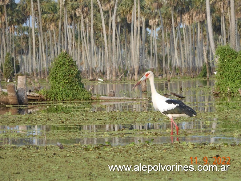 Foto: Bañado La Estrella - Formosa - Bañado La Estrella (Formosa), Argentina