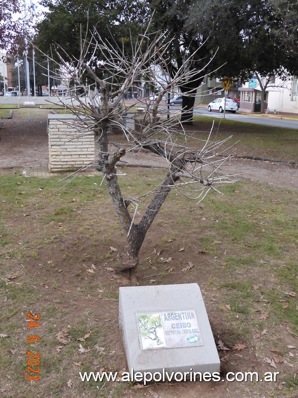 Foto: Junín - Árbol Nacional - Junin (Buenos Aires), Argentina