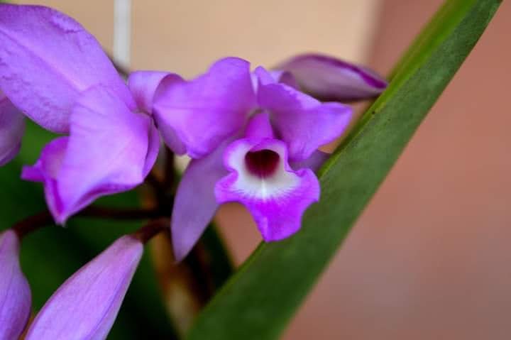 Foto: Guaria morada - La Guacima (Alajuela), Costa Rica