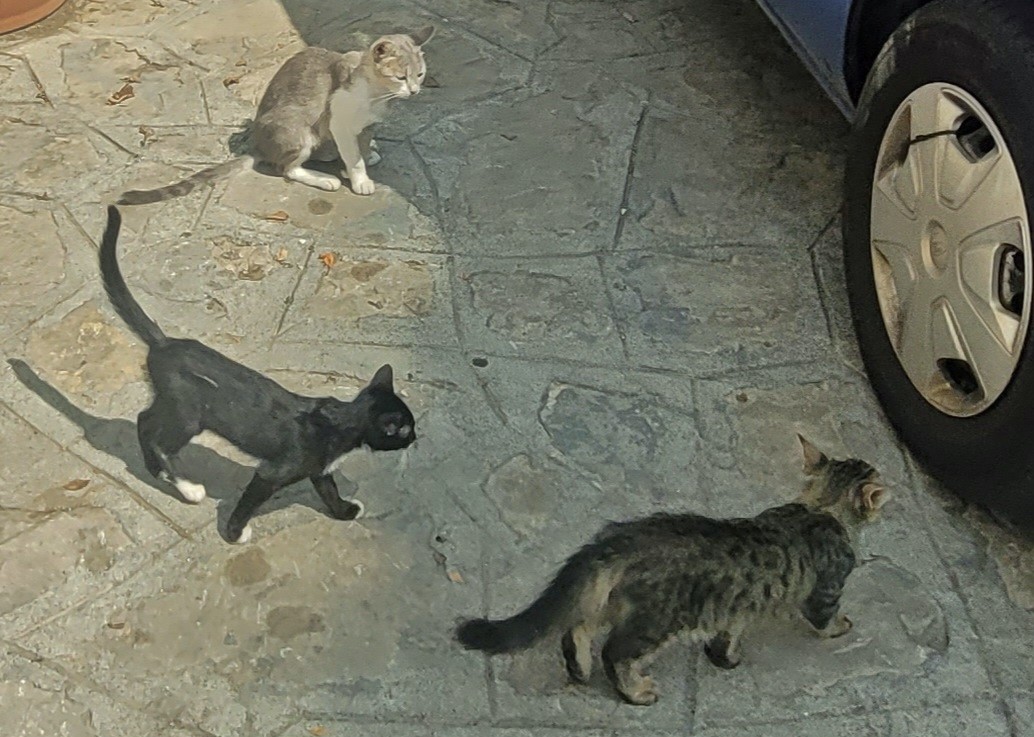 Foto: Gatitos - Ravello (Campania), Italia