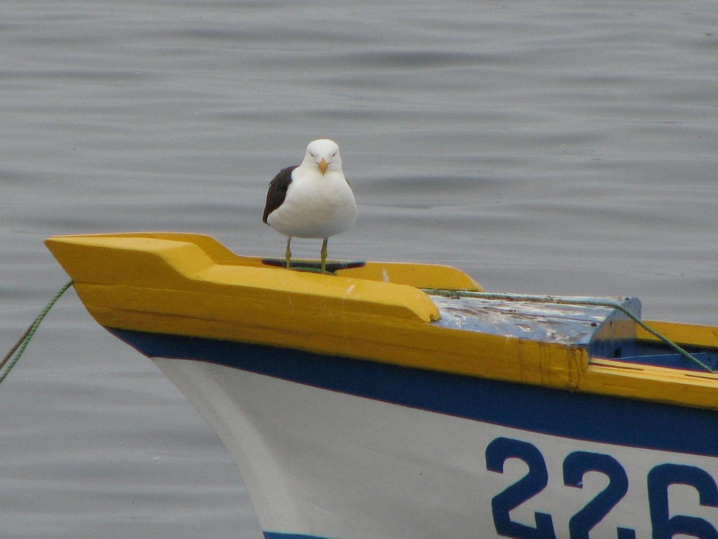 Foto de Algarrobo, Chile