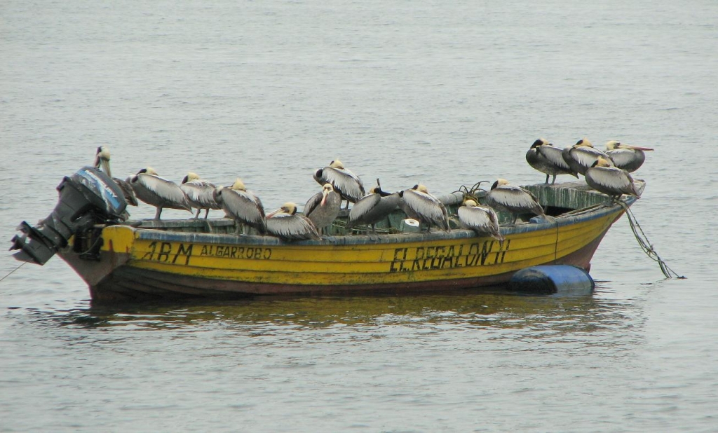 Foto de Algarrobo, Chile