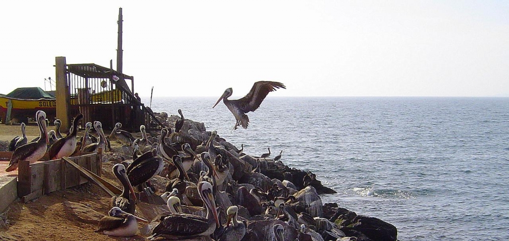 Foto de Huasco, Chile