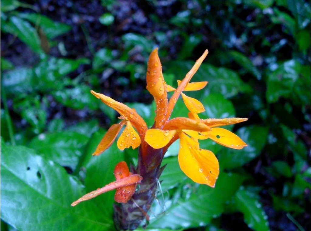 Foto de Talamanca (Limón), Costa Rica