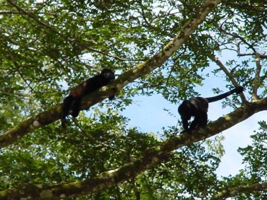 Foto de Rio Frio (Alajuela), Costa Rica