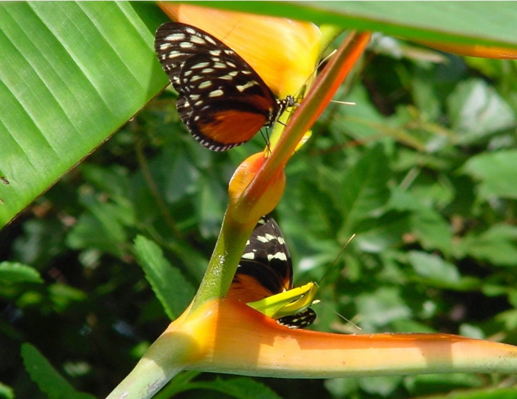 Foto de Heredia, Costa Rica