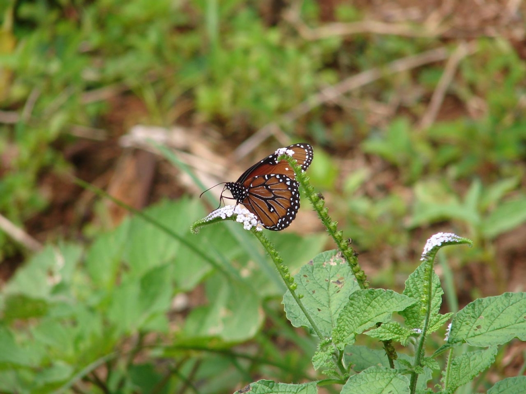 Foto de San Carlos - Alajuela, Costa Rica