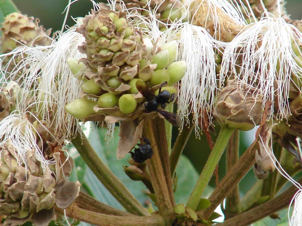 Foto de San Carlos - Alajuela, Costa Rica