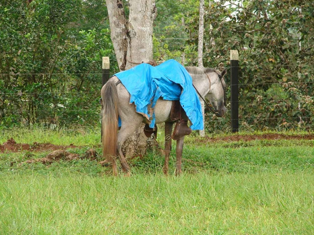 Foto de Pocosol - San Carlos, Costa Rica