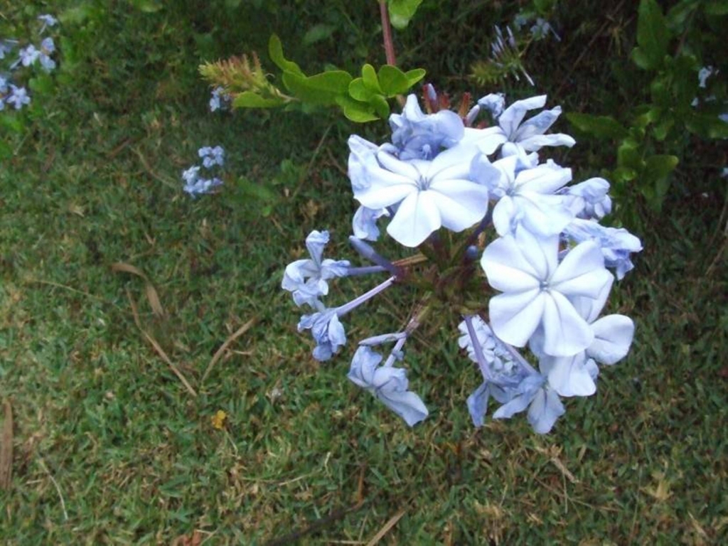 Foto de Sabanilla (Alajuela), Costa Rica