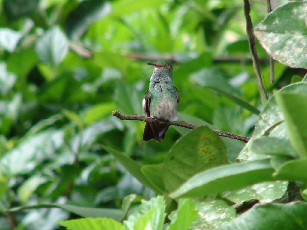 Foto de San Carlos (Alajuela), Costa Rica