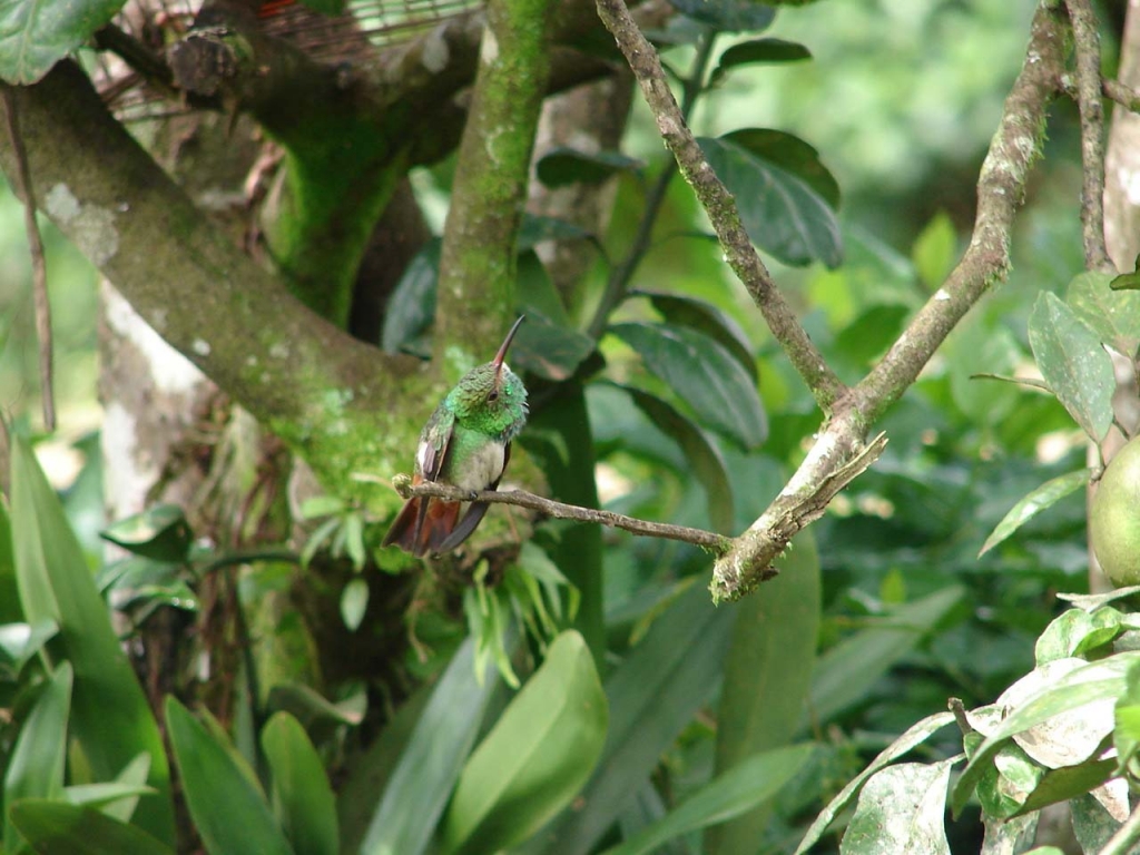 Foto de San Carlos (Alajuela), Costa Rica